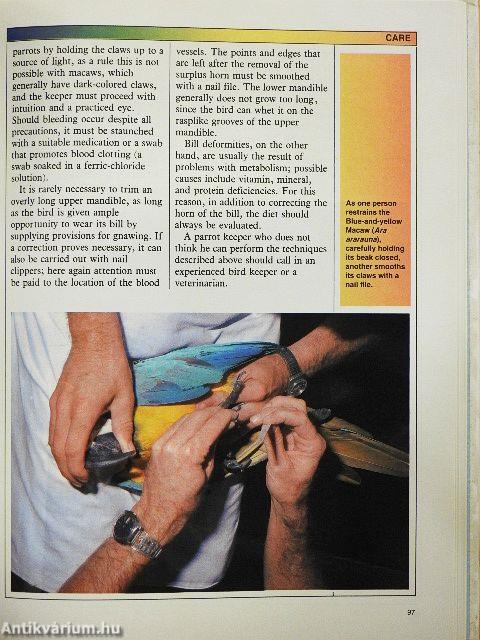 Encyclopedia of Macaws