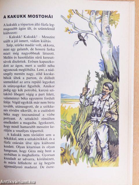 Tollas albérlők