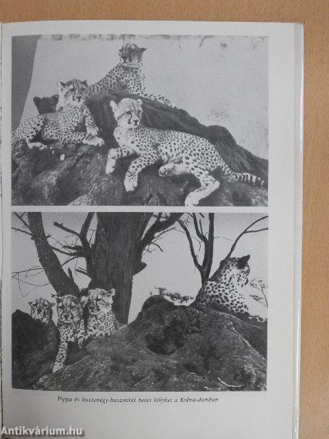 A pettyes szfinx