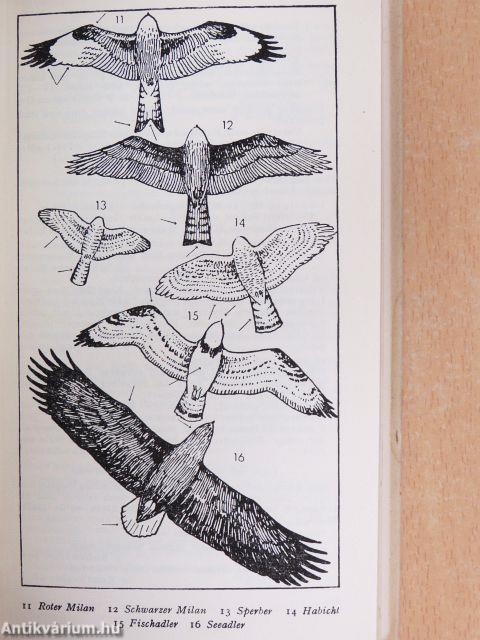 Raub- und Rabenvögel