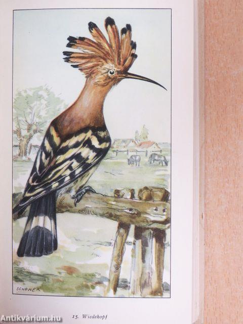 Raub- und Rabenvögel