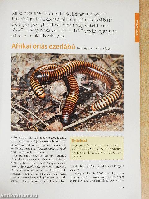 Divatos állatok - Csodabogarak
