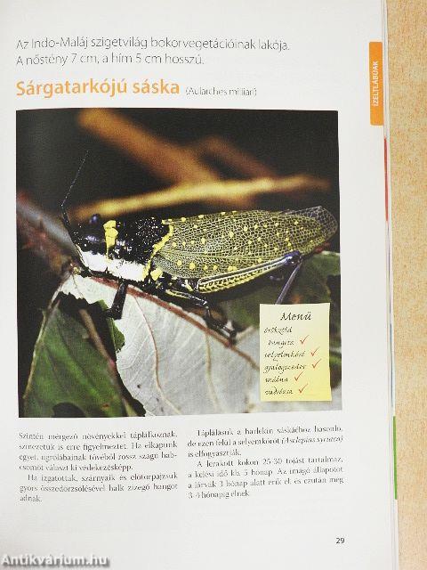 Divatos állatok - Csodabogarak
