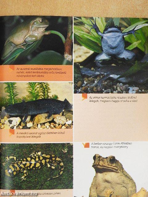 A terrárium