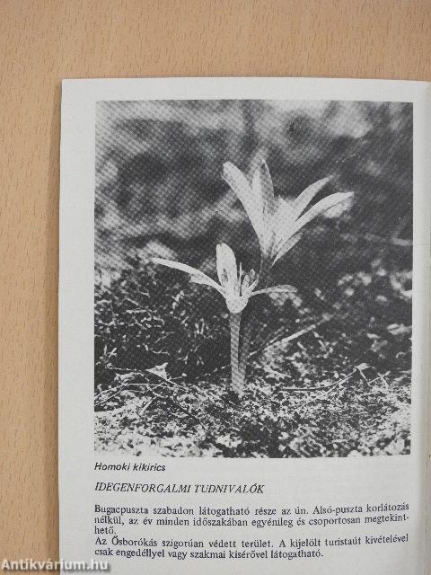 Bugac - Ősborókás