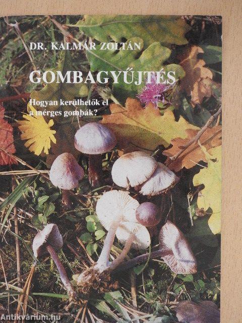 Gombagyűjtés