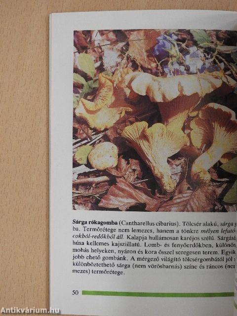 Gombagyűjtés