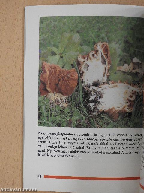 Gombagyűjtés