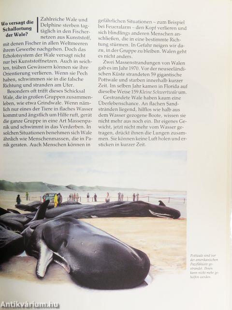 Wale und Delphine