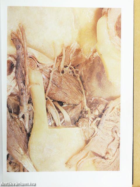 Anatomischer Atlas 1-2.