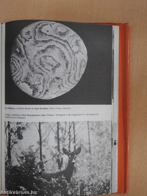 Fiúk Évkönyve 1976
