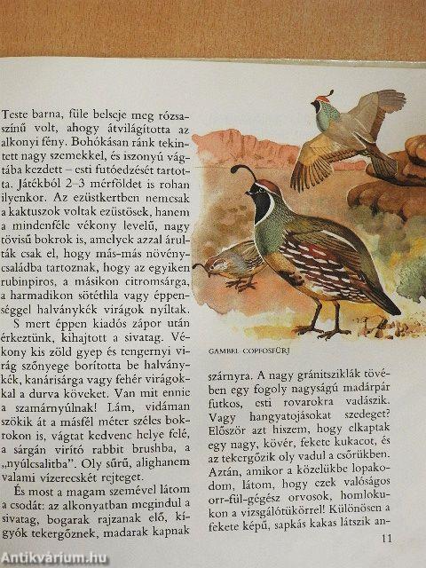 A gyalogkakukk sivatagja