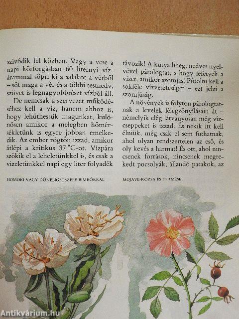 A gyalogkakukk sivatagja
