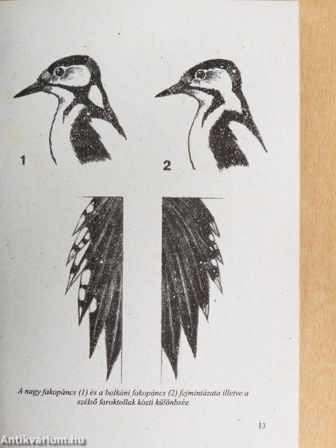 Madárlexikon