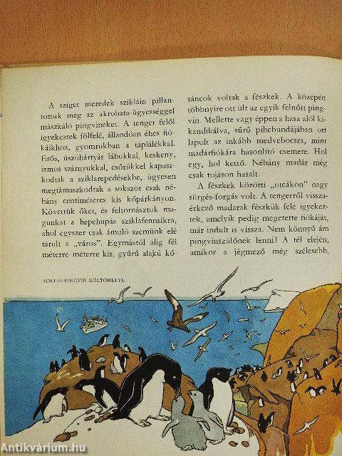 Amiről a jégvilág mesél