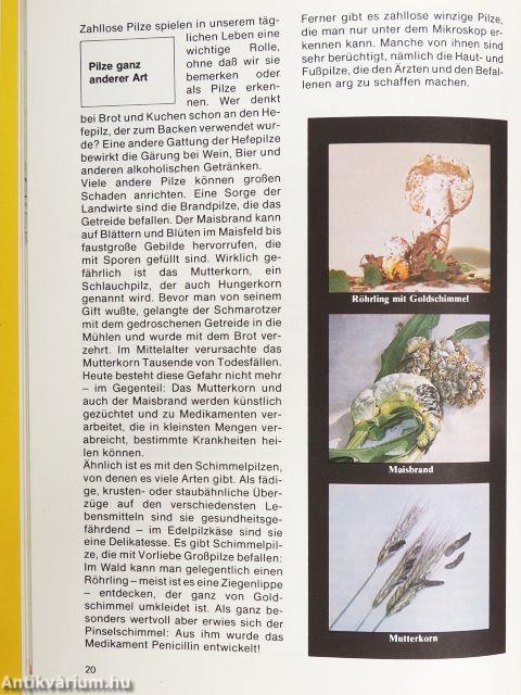 Pilze - Farne und Moose