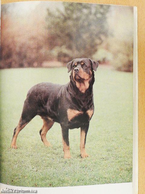 A rottweiler