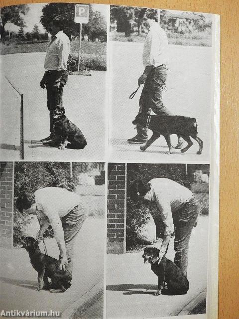 A rottweiler