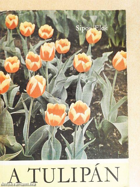 A tulipán