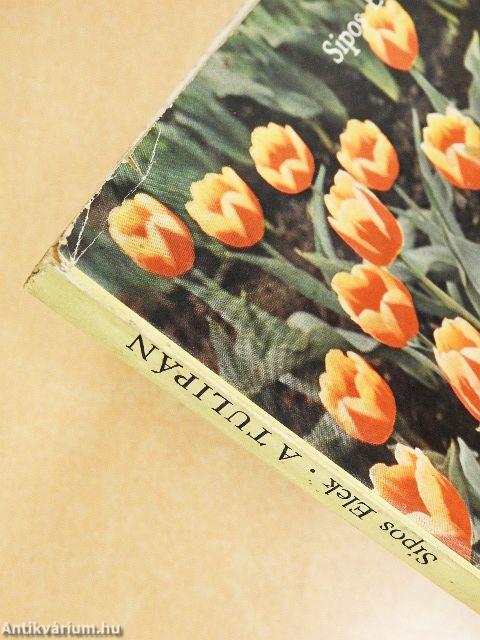 A tulipán