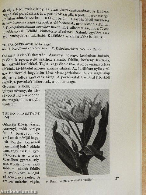 A tulipán
