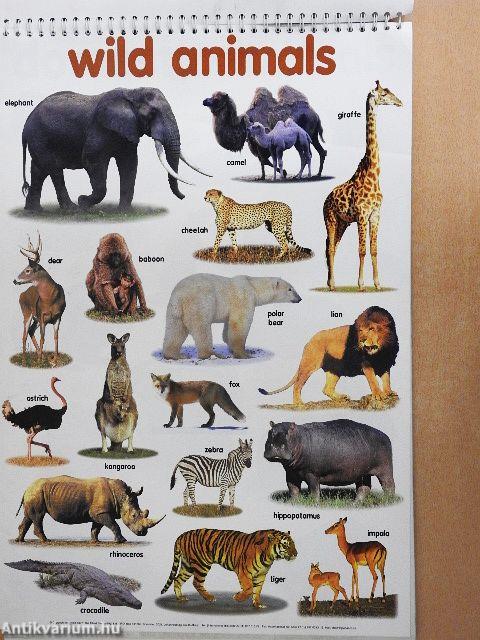 Look and Learn