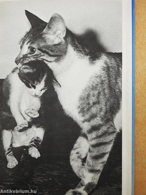 Knaurs Katzenbuch