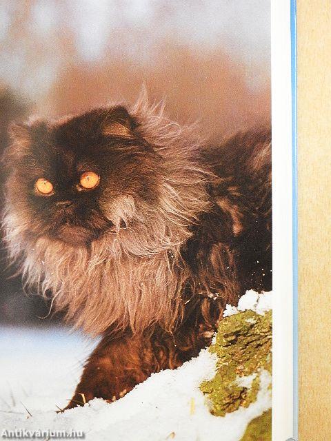 Knaurs Katzenbuch