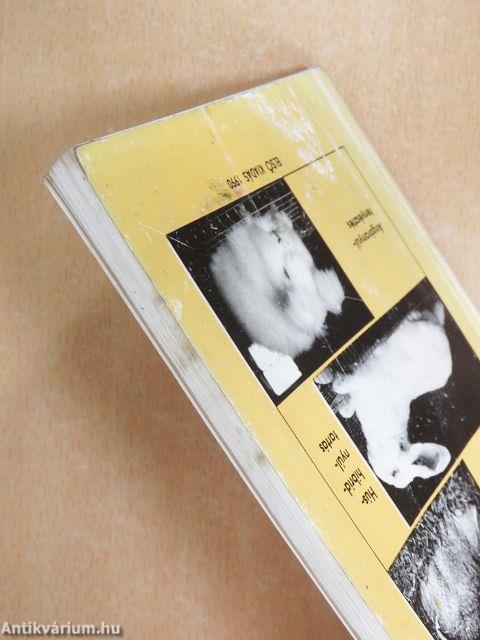 Nyúl-ABC