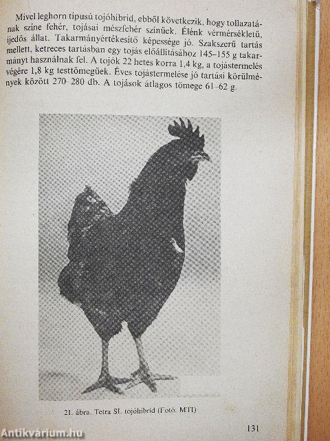 Baromfi a kisgazdaságban 1.