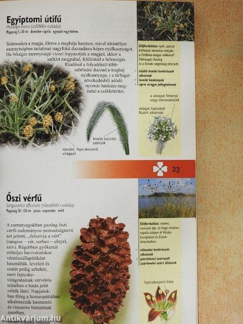 Melyik ez a gyógynövény?