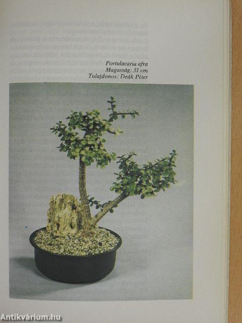 Bonsai