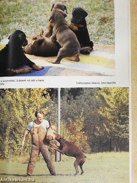 A dobermann