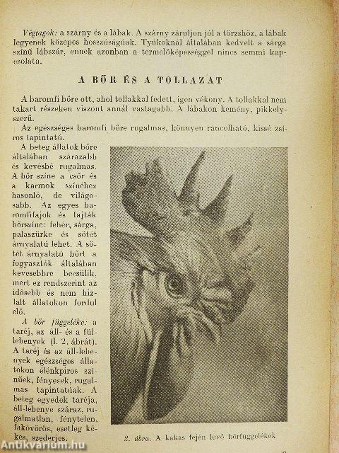 Baromfitenyésztés