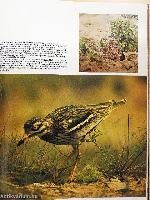 A magyar puszta