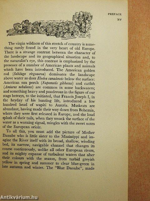 King Solomon's Ring