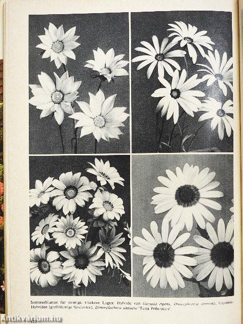 Balkonblumen