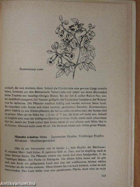 Balkonblumen