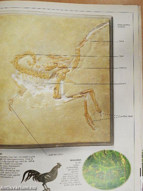 A dinoszaurusz