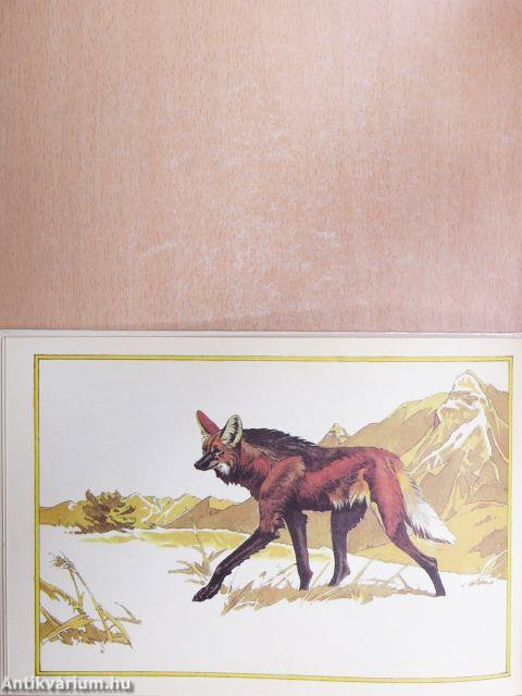 Nem egykutya