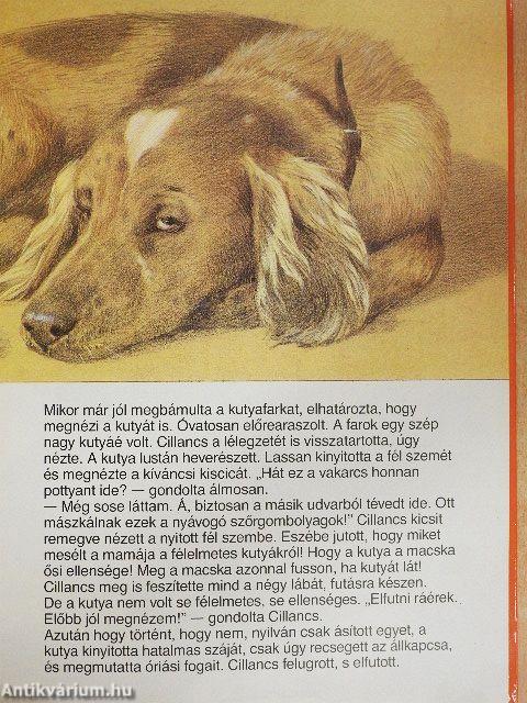 Cillancs felfedezi a világot