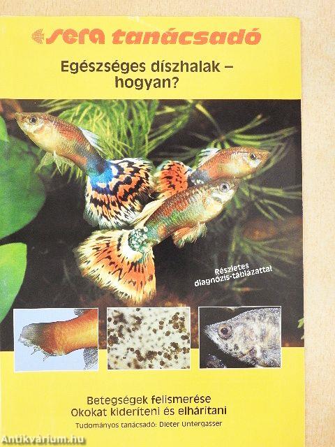 Egészséges díszhalak - hogyan?