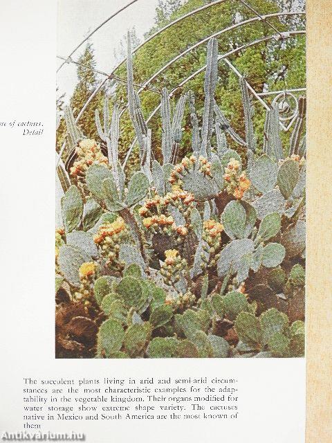 Hortus Botanicus