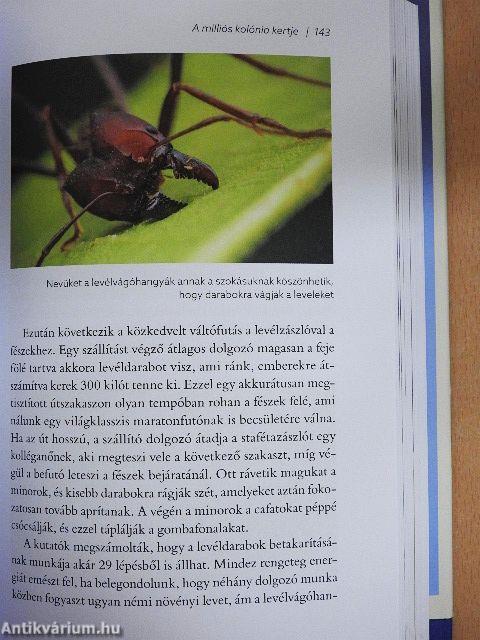 Hangyák