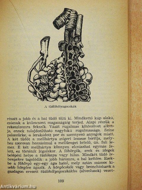 Ember, természet, XX. század