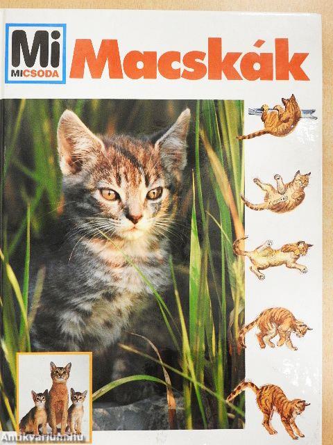 Macskák