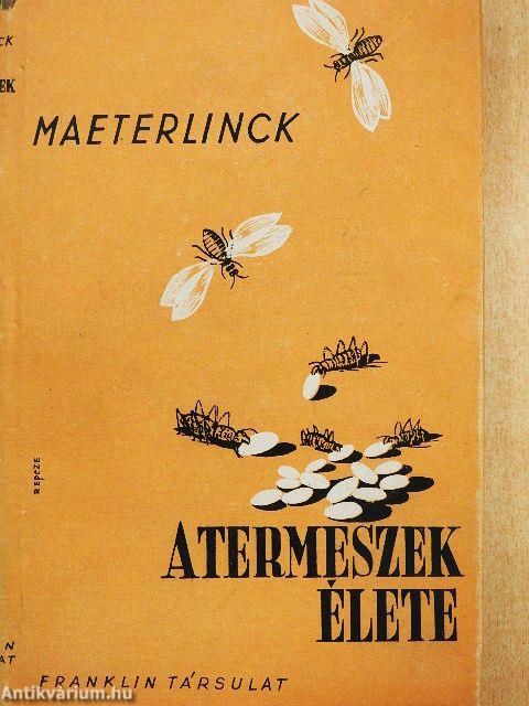 A termeszek élete
