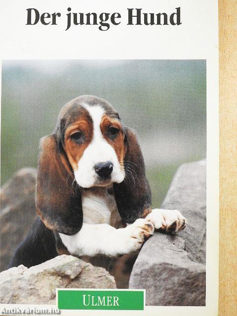 Der junge Hund