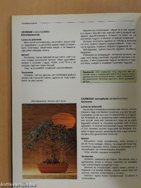 A szép bonsai