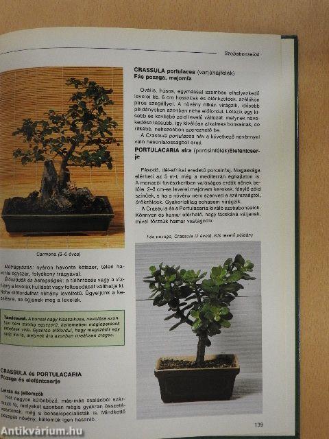 A szép bonsai